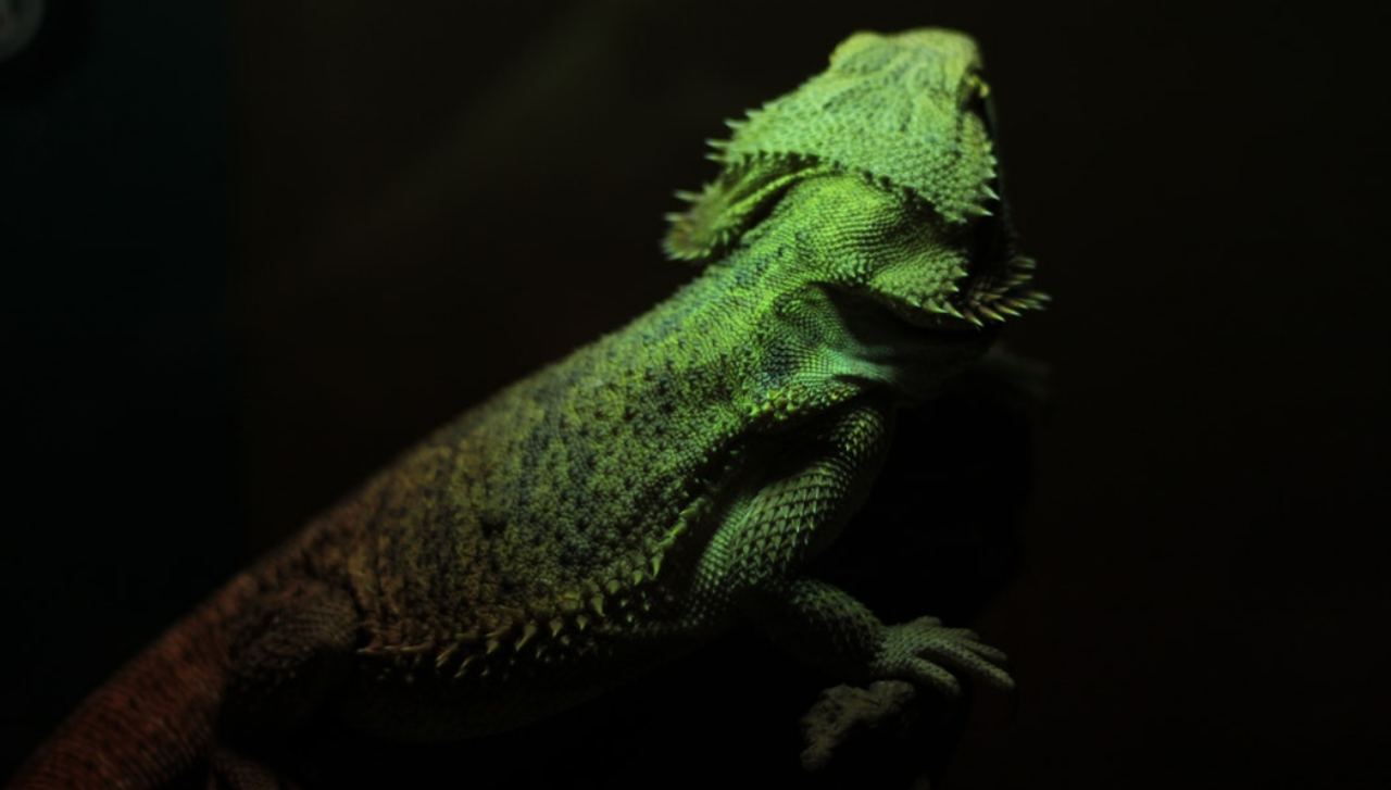 iguana