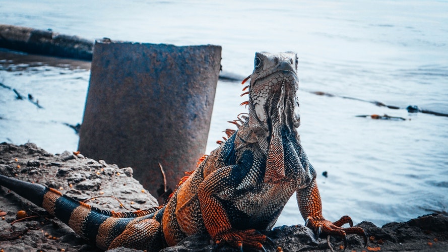 iguanita2