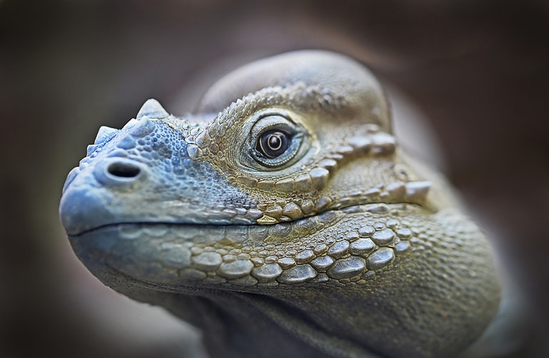 iguanita3